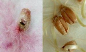 .pl https://www..pl Kiełkujące ziarniaki pszenicy po lewej porażone przez Fusarium spp., po prawej zdrowe Obecnie Fusarium spp.