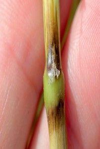 .pl https://www..pl Fusarium spp. na źdźbłach zbóż Grzyby te mogą inf