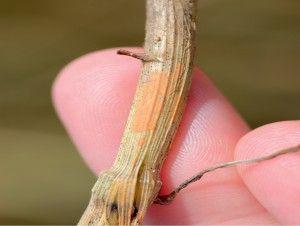 .pl https://www..pl Fusarium spp. na źdźbłach zbóż 1. Dobór odmian do uprawy Wybierając odmiany pszenicy do siewu, należy zwrócić szczególną uwagę na ich odporność na fuzariozy.