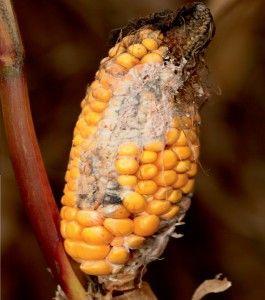 .pl https://www..pl Fusarium spp.