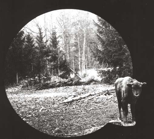 historia i współczesność 7 Żubrzyca F 13 BISERTA, przedstawicielka linii nizinnej urodzona w ogrodzie zoologicznym w Sztokholmie, przywieziona do Białowieży w 1929 r.