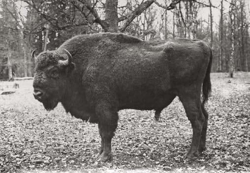 z ogrodu zoologicznego w Sztokholmie, ale nie pozostawiła tu potomstwa Fot. J.