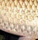 Termoizolacyjna torba z