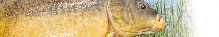 Waga RCD zł 16012 360 Warchild Tele Carp III 3,60 m 6 2,75 lbs 1,23 m 285 g 261,00 16012 390 Warchild Tele Carp III 3,90 m 7 3,00 lbs 1,41 m 380 g 297,00