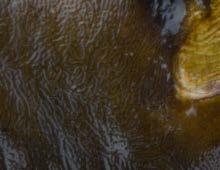 MONKEY KULKI PROTEINOWE Ta unikalna symfonia poziomek oraz tropikalnych bananów z dodatkiem