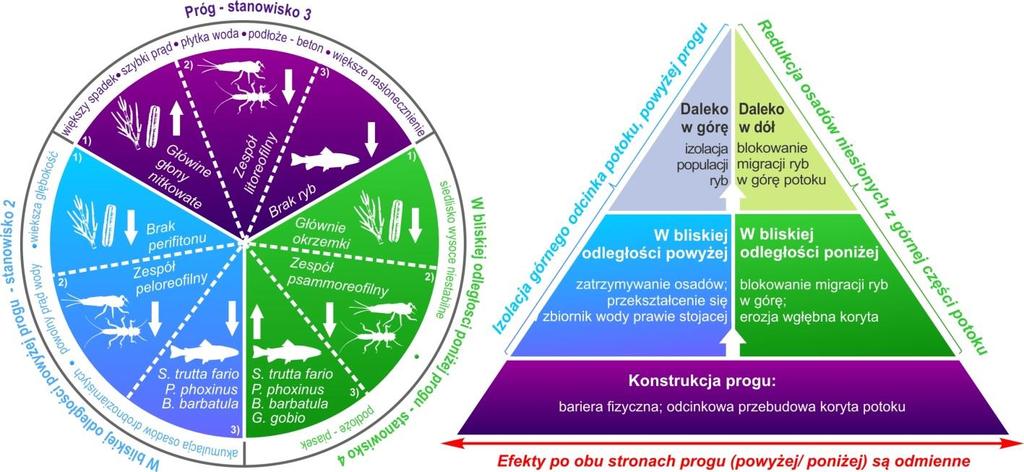 Skutki obecności sztucznego progu poniżej i powyżej konstrukcji były nieco inne, ale w skali potoku, zasięg oddziaływania tej bariery wykroczył daleko poza jej bezpośrednie sąsiedztwo.