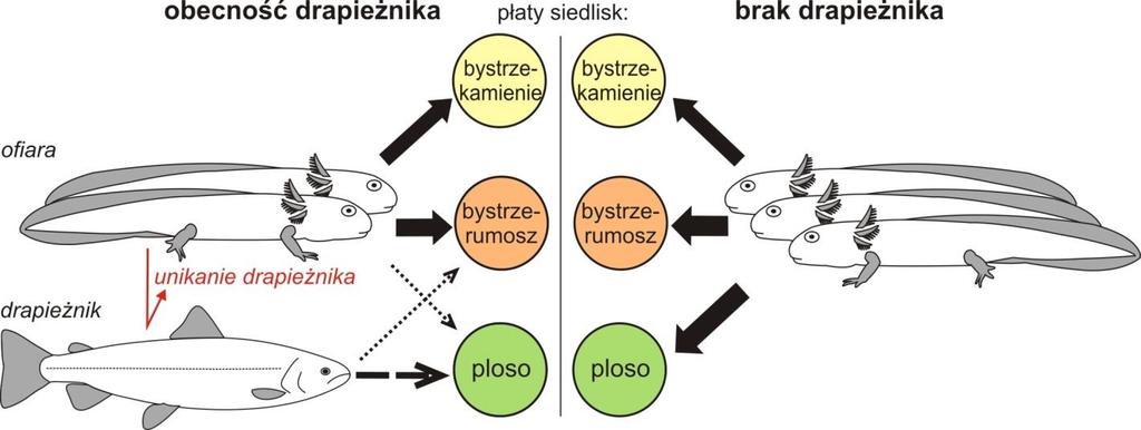 potokowego, przyjmując hipotezę, że larwy salamandry zwiększą wykorzystanie niektórych typów siedlisk, aby uniknąć drapieżnictwa pstrąga potokowego. Ryc. 1.