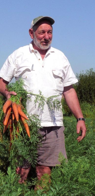 MARCHEW CARBOLI F 1 (RX 0447 2269) Najnowsza średnio późna 120-dniowa odmiana polecana do produkcji plastrów, jak i na zaopatrzenie świeżego rynku.