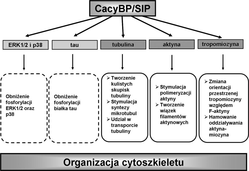 Białko cacybp/sip i jego rola w organizacji cytoszkieletu 135 Ryc. 2.