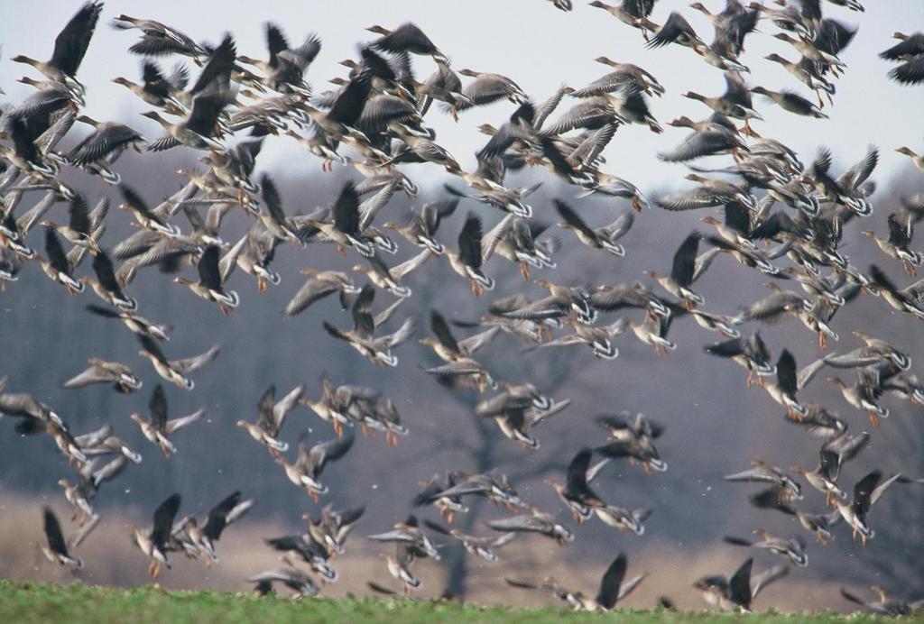 Natura 2000 Natura 2000 Region stawów w Dolinie Baryczy jest od 1963 roku rezerwatem ptactwa wodnego i błotnego.