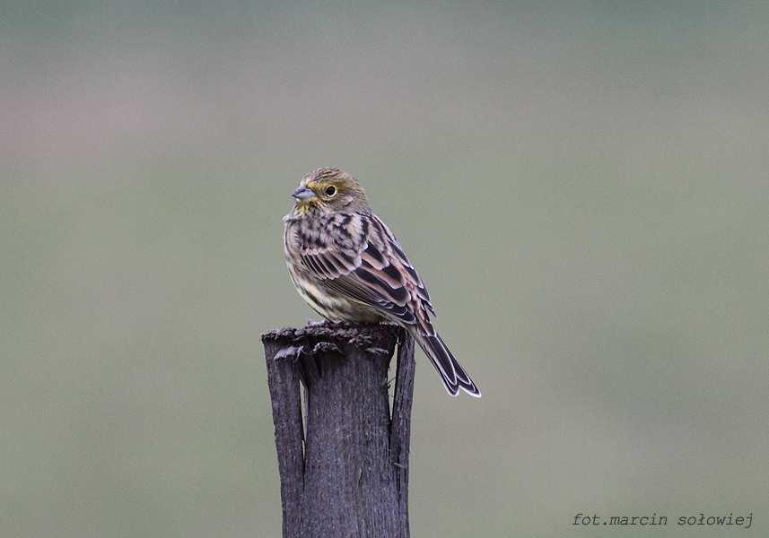 rubecula Fot. 4.