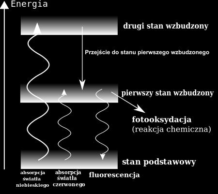 ev). Wzbudzona cząstka nie jest stabilna i elektrony gwałtownie powracają do swoich stanów podstawowych. Część energii wzbudzenia może być uwolniona jako ciepło (rozproszenie termiczne).