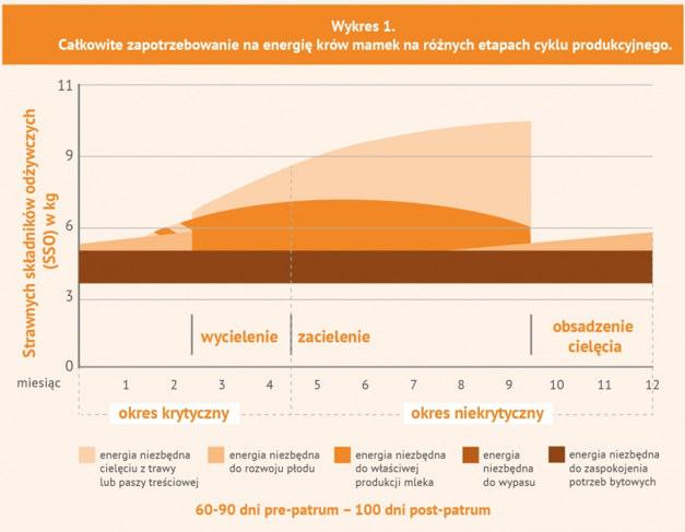 U krów w dobrej kondycji (wynik BCS od 5 do 6, w skali 9-punktowej), w fazie 3. można wykorzystywać pasze o niższej wartości odżywczej, np. produkty uboczne przemysłu rolno-spożywczego.