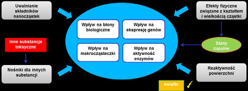 powierzchnią przy małej objętości, co sprawia, że są bardziej aktywne biologicznie, a co za tym idzie bardziej toksyczne niż ich klasyczne odpowiedniki.