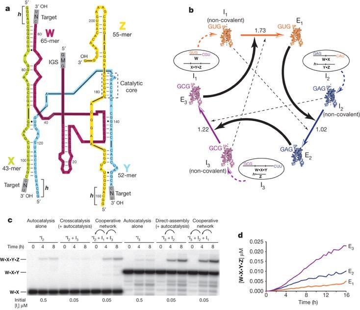 Samoorganizacja sieci RNA Rybozymy zdolne do katalizy ligacji innych wariantów tworzą cykle autokatalizy