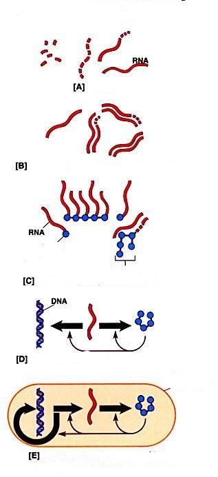 Jak powstała informacja genetyczna Nukleotydy Powstają pierwsze nici RNA RNA replikuje RNA RNA katalizuje reakcje z