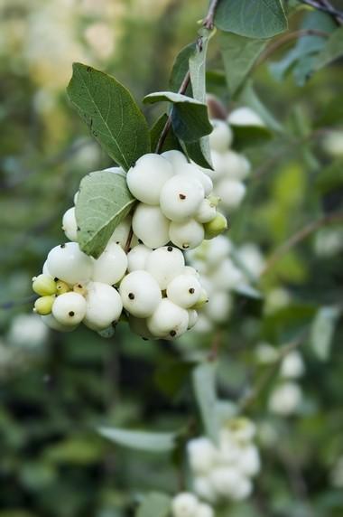 Symphoricarpos albus