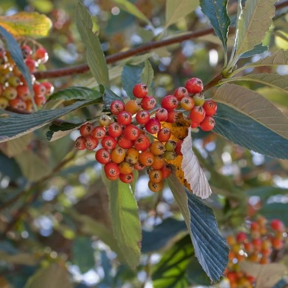 /diabelska/ Sorbus aria