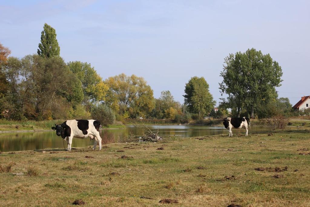 MIŁOSZYCE, NIEZABYSZEWO, DŁOGOWOLA,