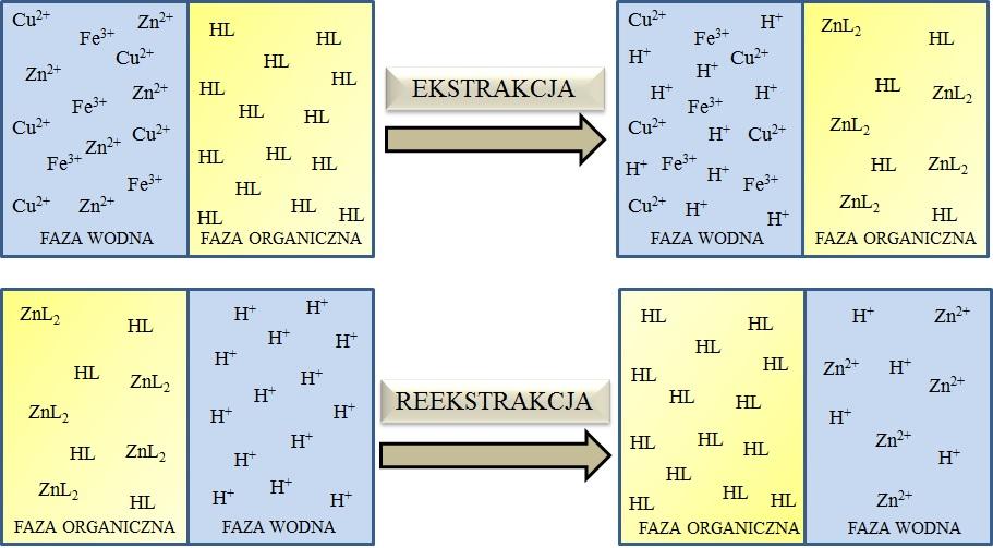 EKSTRAHETY PRZEMYSŁU HYDROMETALURGICZEGO faz, powstaje obojętny elektrycznie kompleks ZnL 2, który z uwagi na charakter hydrofobowy, zostaje przeniesiony do fazy organicznej.