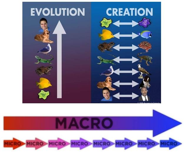 O doborach jednorazowym i kumulatywnym w ewolucji O hipotezie selekcyjnego wymiatania Neodarwiniści twierdzą, że drobne zmiany mikroewolucyjne prowadzą do większych zmian makroewolucyjnych.