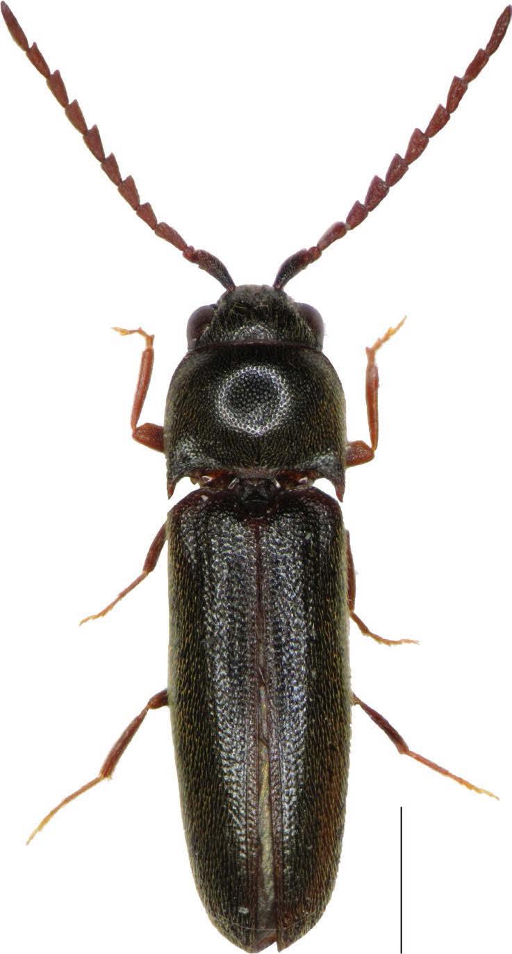 The species is one of the most common representatives of the family and is widespread across Poland. (Burakowski et al. 1985).