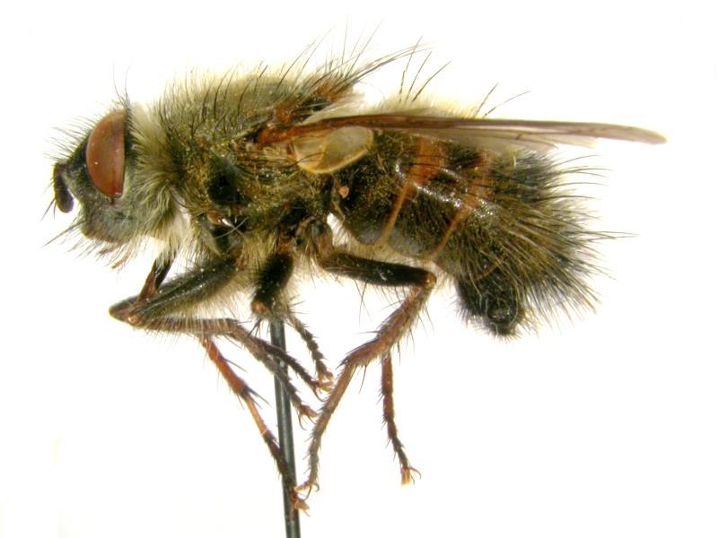 RYC. 7. Samiec Tachina ursina (MEIGEN, 1824) odłowiony na Kępie Bazarowej. RYC. 7. Male of Tachina ursina (MEIGEN, 1824) caught in Kępa Bazarowa.