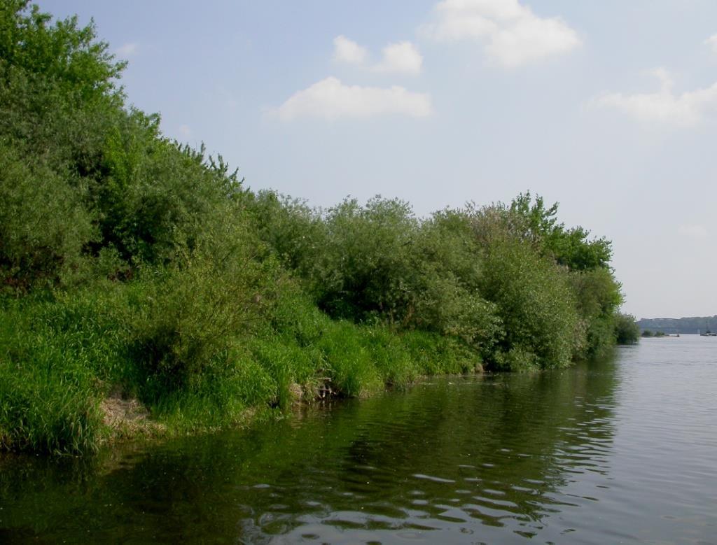 RYC. 2. Błonia w Toruniu (05.08.2007) zarośla wierzbowe nad brzegiem Wisły. RYC. 2. Błonia in Torun (05.08.2007) willow scrub on the banks of the Vistula River.
