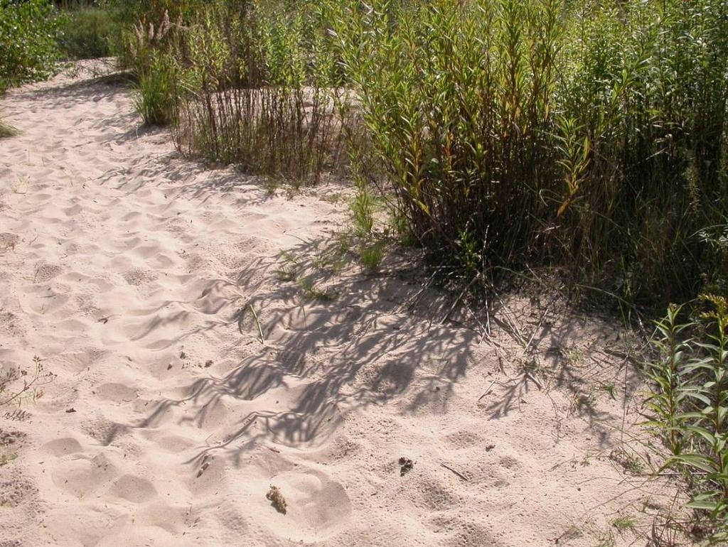 Występują tu także zbiorowiska nieleśne, które zajmują pozostałą część rezerwatu (CYZMAN 1996; RUTKOWSKI 2006), jak np. piaszczyste fragmenty pod mostem kolejowym (Ryc. 4). RYC. 4. Kępa Bazarowa (10.