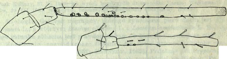 galeopsidis (K a l t.