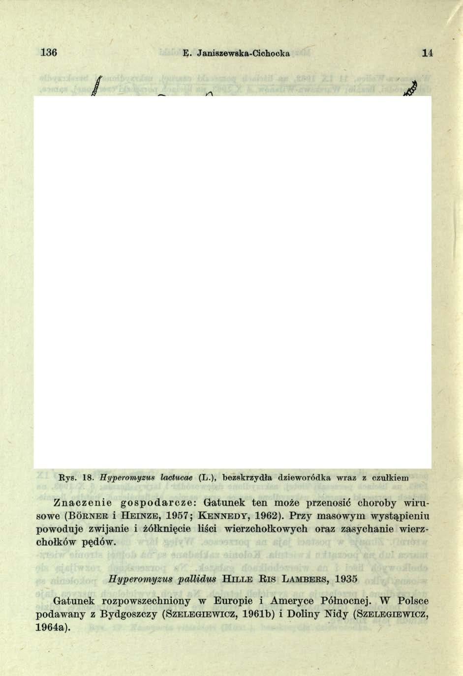 1 36 E. Janiszewska-Cichooka 14 Rys. 18. Hyperom,yzu8 lactucae (L.
