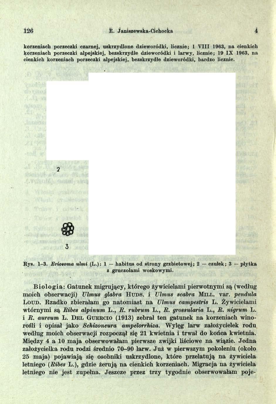 126. Janiszewska-Cichocka 4 B io lo g ia : Gatunek migrujący, którego żywicielami pierwotnymi są (według moich obserwacji) Ulmus glabra H u d s. i Ulmus scabra M i l l. var. pendula L o u d.