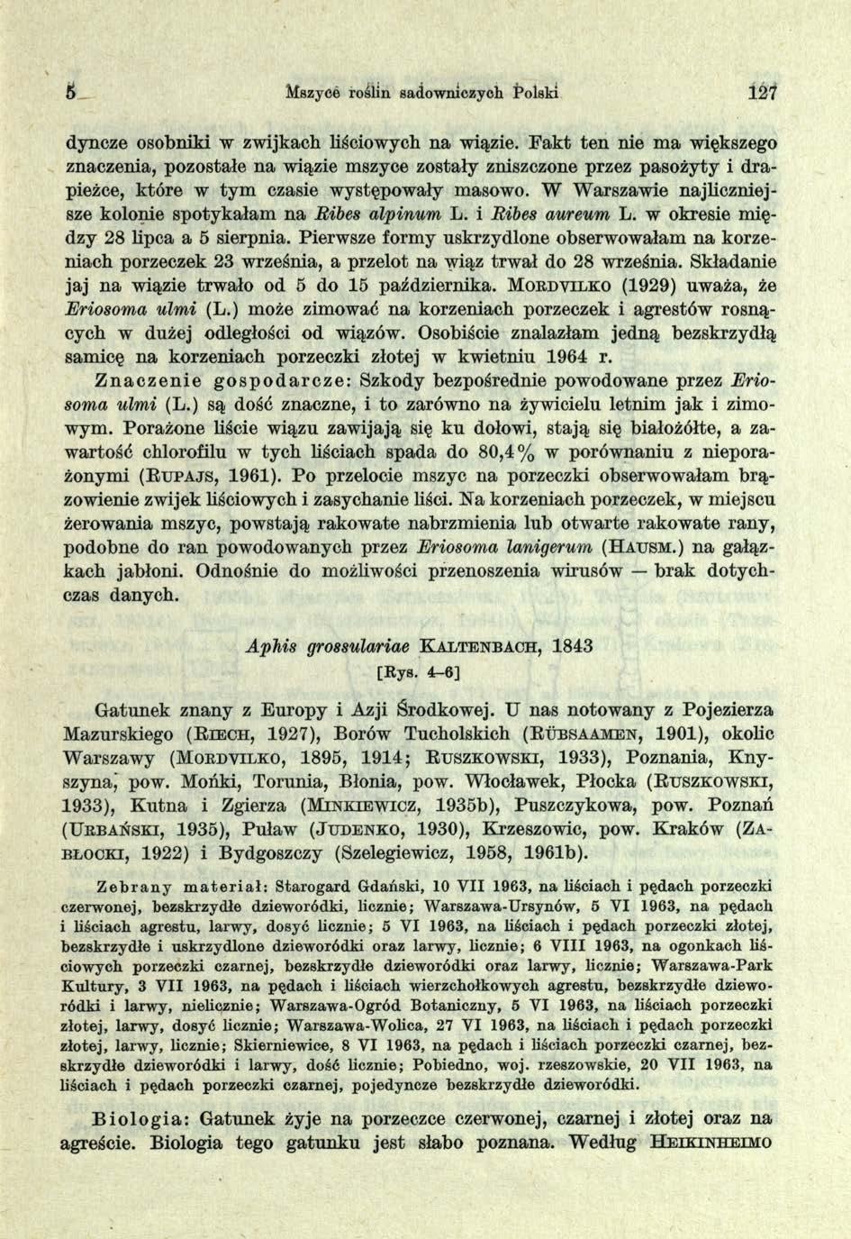 6 Mszyce roślin sadowniczyoh Polski 127 dyncze osobniki w zwijkach liściowych na wiązie.