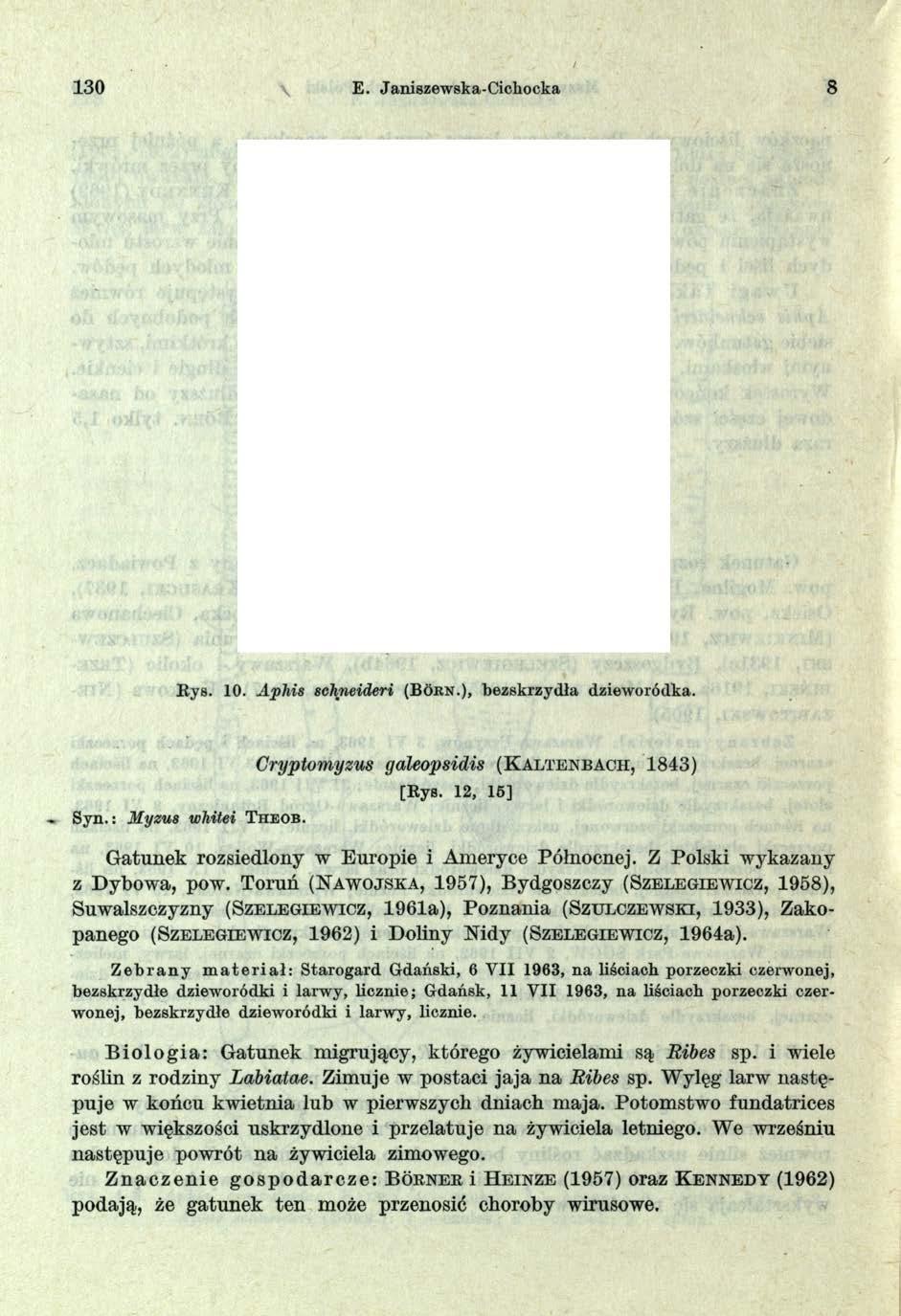 130 E. Janiszewska-Cicliocka 8 Rys. 10. A ph is schneideri (B ókn.), bezskrzydła dzieworódka. S yn.: M yzus whitei T h e o b. Cryptomyzus galeopsidis ( K a l l e n b a c h, 1843) [Rys.