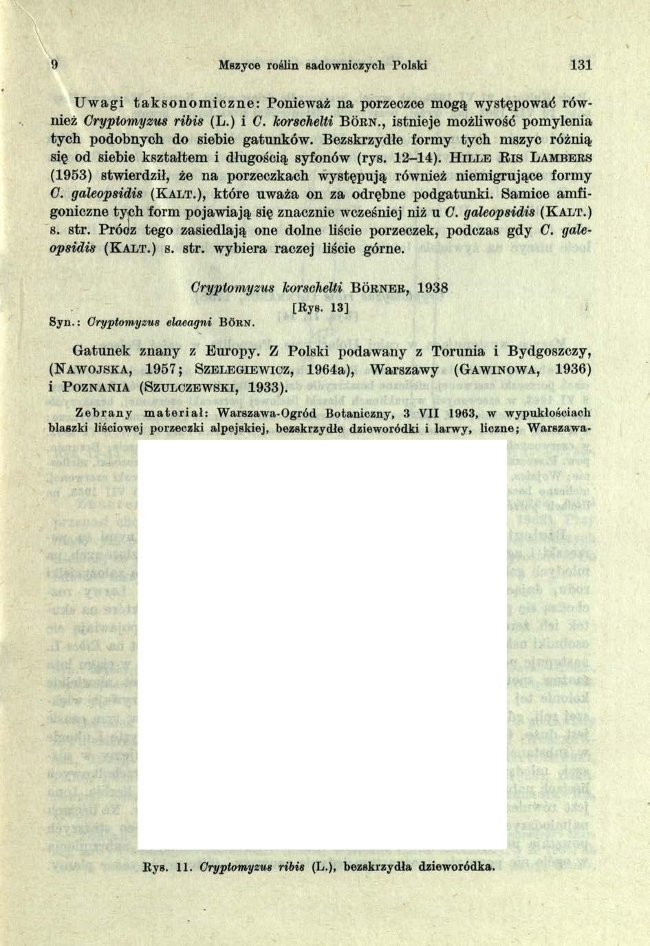 9 Mszyce roślin sadowniczych Polski 131 Uwagi taksonomiczne: Ponieważ na porzeczce mogą występować również Gryptomyzus ribis (L.) i C. korscłielti B o r n.