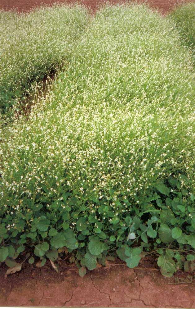 Przykłady wykorzystania oleju katranowego źródło: Crambe (Abiyssinian mustard), 2003 Produkt olejowy Trójgliceryd (olej oczyszczony) Kwas erukowy Kwas behenowy Kwas brasylowy Estry woskowe Środki