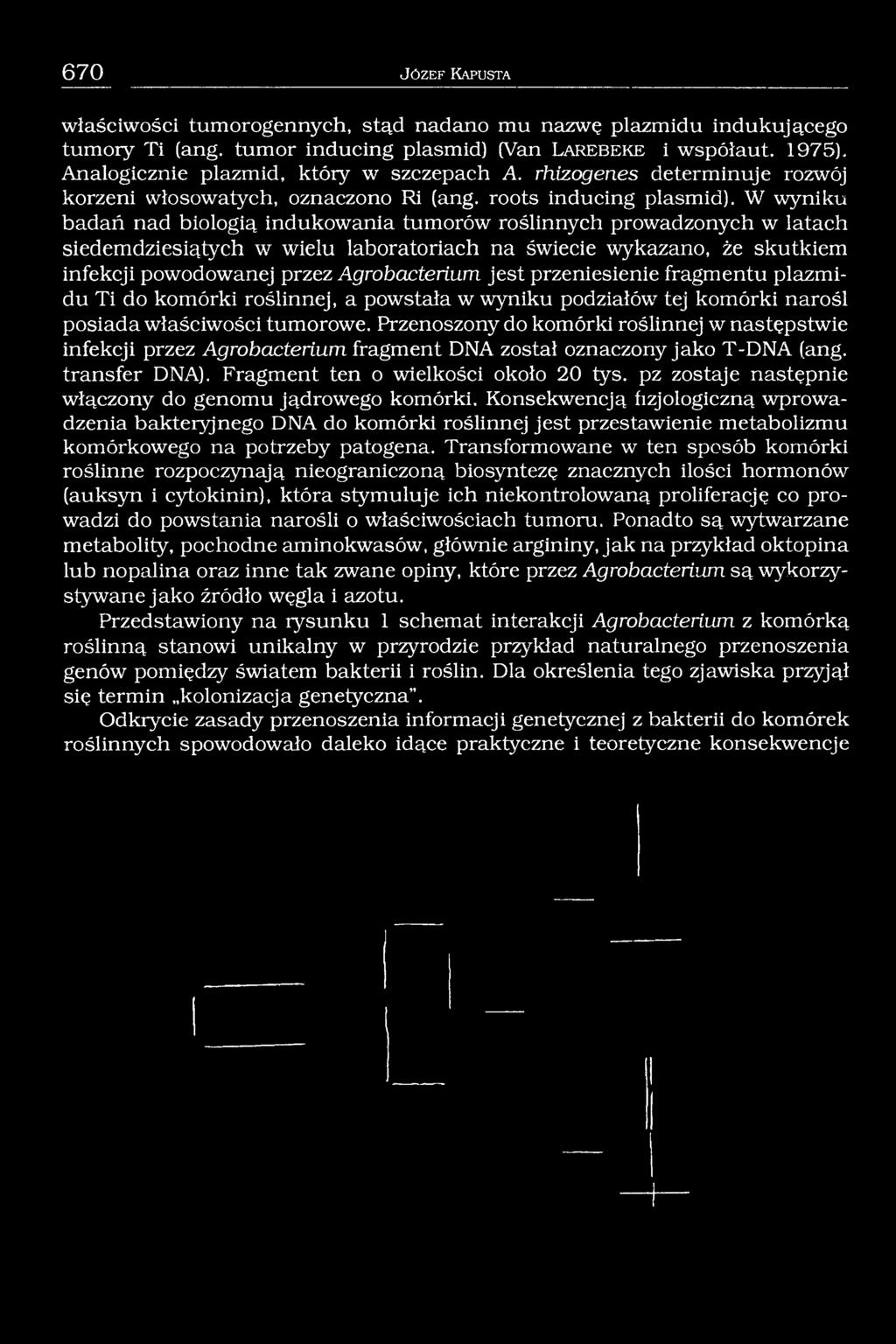 W wyniku badań nad biologią indukowania tumorów roślinnych prowadzonych w latach siedemdziesiątych w wielu laboratoriach na świecie wykazano, że skutkiem infekcji powodowanej przez Agrobacteńum jest