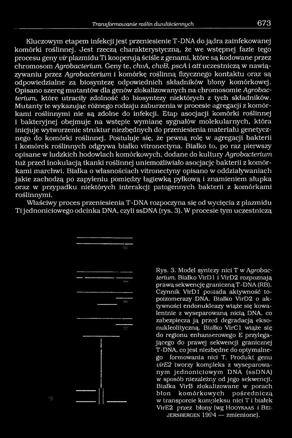 Geny te, chva, chvb, psca i att uczestniczą w nawiązywaniu przez Agrobacterium i komórkę roślinną fizycznego kontaktu oraz są odpowiedzialne za biosyntezę odpowiednich składników błony komórkowej.