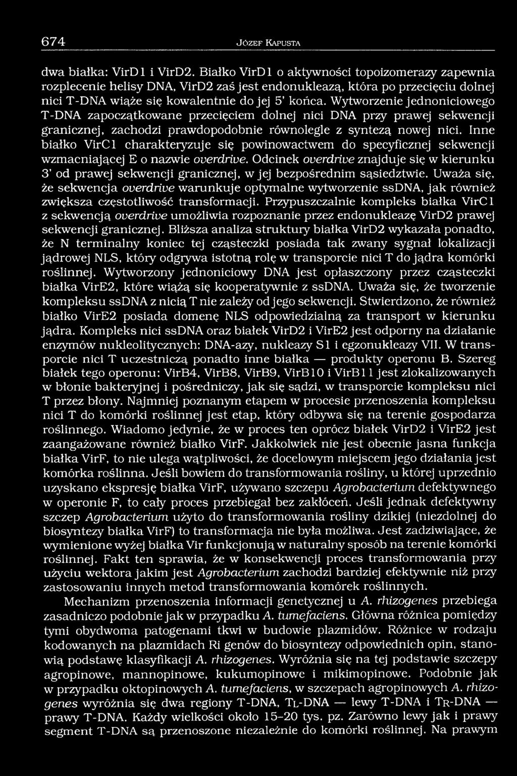 Wytworzenie jednoniciowego T-DNA zapoczątkowane przecięciem dolnej nici DNA przy prawej sekwencji granicznej, zachodzi prawdopodobnie równolegle z syntezą nowej nici.
