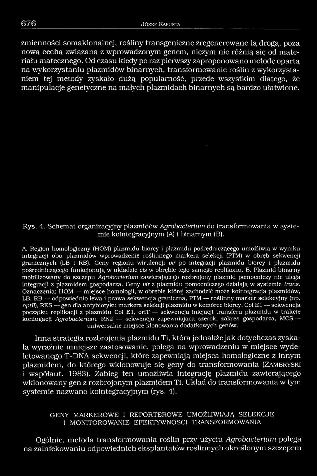 że manipulacje genetyczne na małych plazmidach binarnych są bardzo ułatwione. Rys. 4.