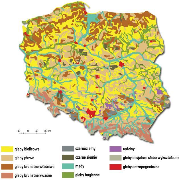 Rysunek 19. Gleby w Polsce Źródło: http://www.geomatura.