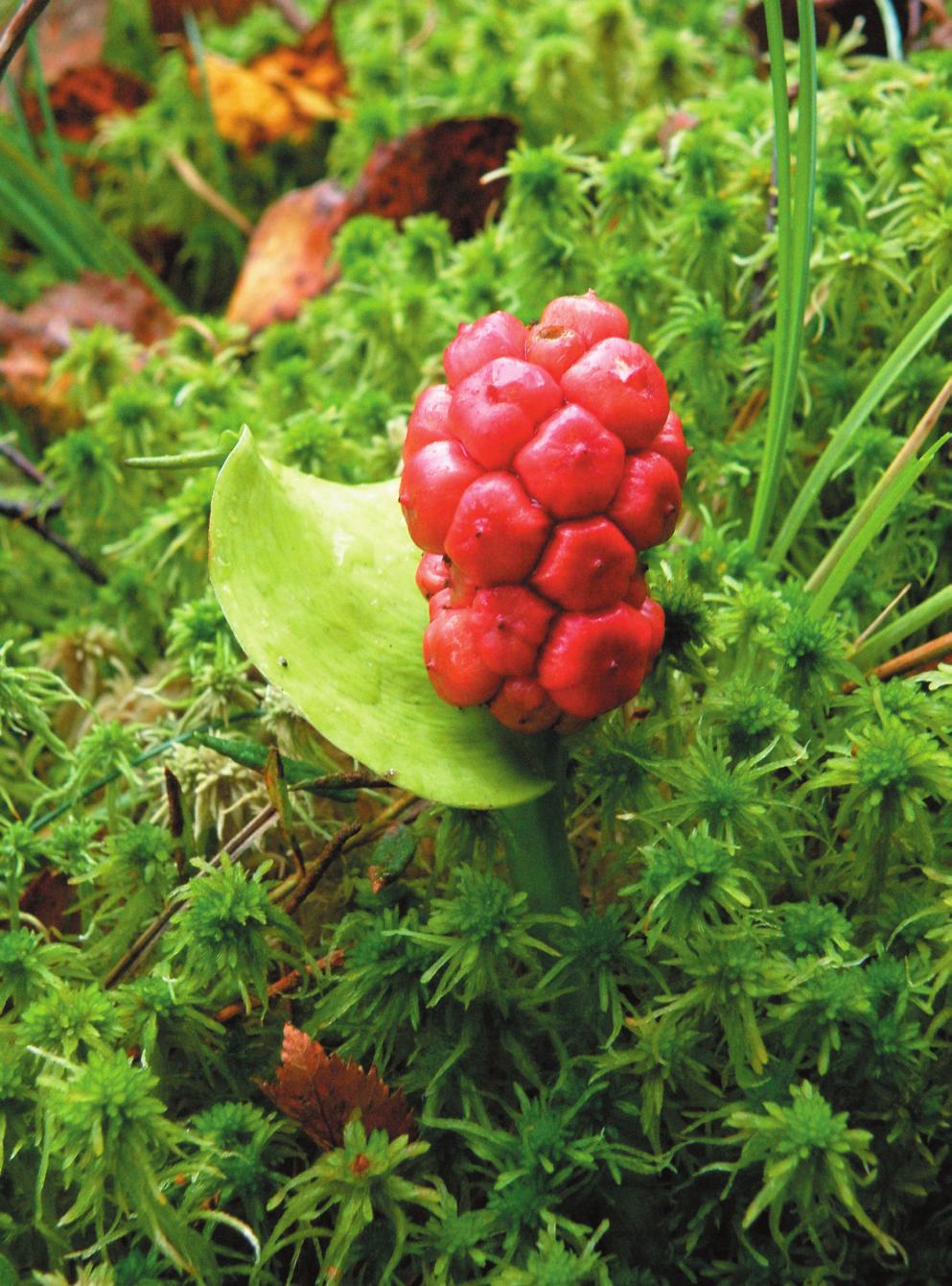 lubuskiego), szafirek miękkolistny Muscari comosum, śniedek baldaszkowaty Ornithogalum umbellatum, śniedek cienkolistny Ornithogalum collinum, śnieżyca wiosenna Leucoium vernum, śnieżyczka