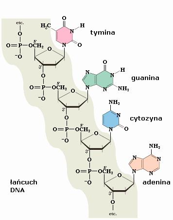 Biologia molekularna