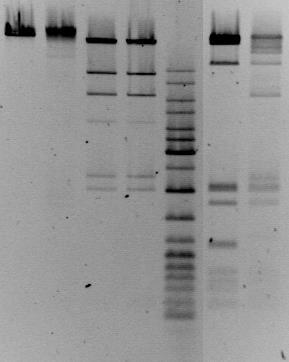 Trawienie DNA enzymem HindIII 25 μl Trawienie enzymem Mph1103I 10 μl M Dezaktywacja termiczna 65 o C 20 min 5μl zachować H 10 μl zachować L 20 μl +10 μl Ligacja =30 μl 20 μl Dezaktywacja termiczna 65