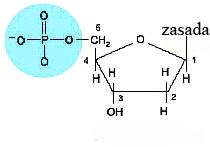 (A) (B) (C) alkaliczna fosfataza 5 p DNA lub 5 p RNA 5 OH DNA lub 5 OH RNA Ryc. 2.1 Usuwanie grupy 5 fosforanowej DNA/RNA.