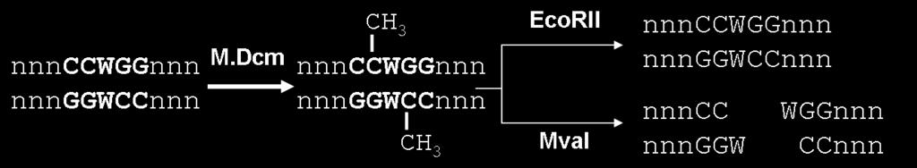 Dcm), która modyfikuje wewnętrzną cytozynę w sekwencji CCWGG (W=A lub T) CC(A/T)GG do Cm 5 C(A/T)GG Praktyczną konsekwencją tego zjawiska jest fakt, że wiele endonukleaz nie będzie trawić DNA