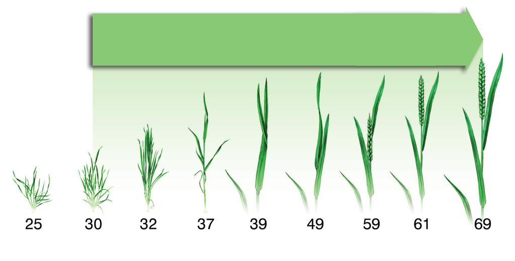 0,75 N produt triazolowy albo 1 l/ha Vertisan + 0,6 l/ha