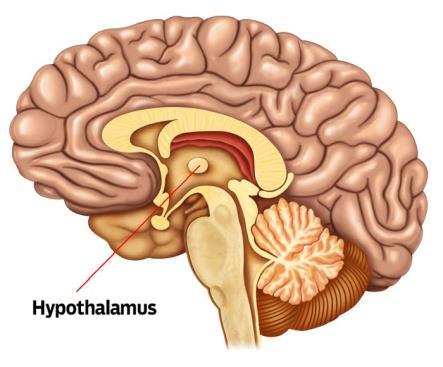 mózgowa neurotransmitery