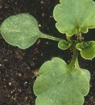 Fiołek polny (Viola arvensis Murr.) Komosa biała (Chenopodium album L.
