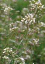 ÂRODKI OCHRONY ROÂLIN Tasznik pospolity (Capsella bursa pastoris) PROPOZYCJE: I etap: posiewnie a. Improve (100 ml) + Command 480 EC/ Reactor 480 EC (ok. 100 ml ±20 ml) b.